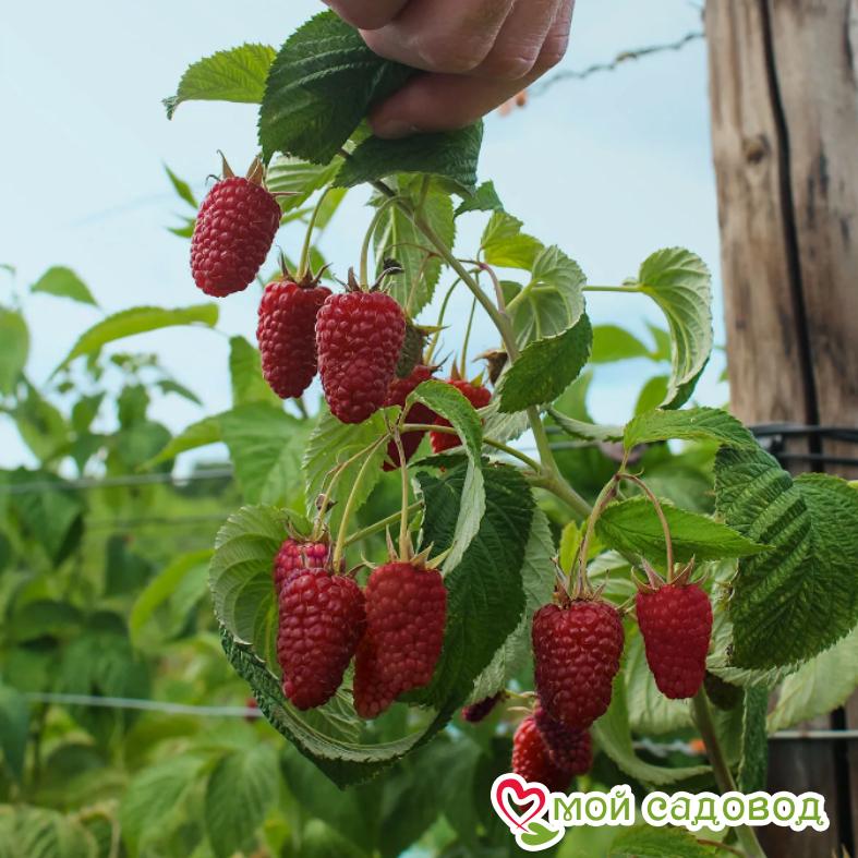 Малина Таруса