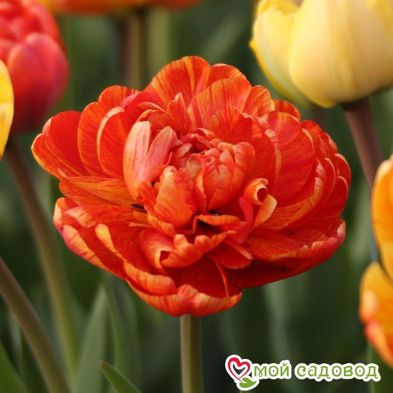 Тюльпан махровый Монте Флейм