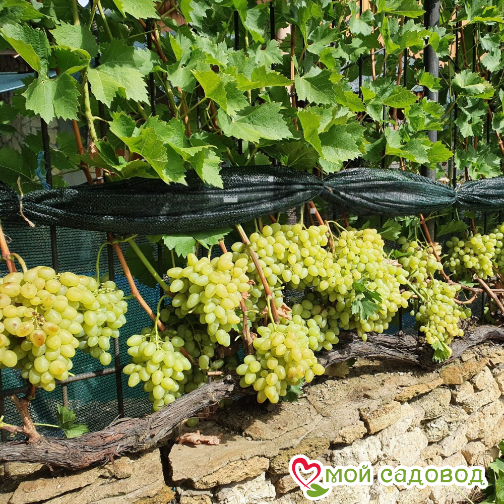Виноград столовый Аркадия