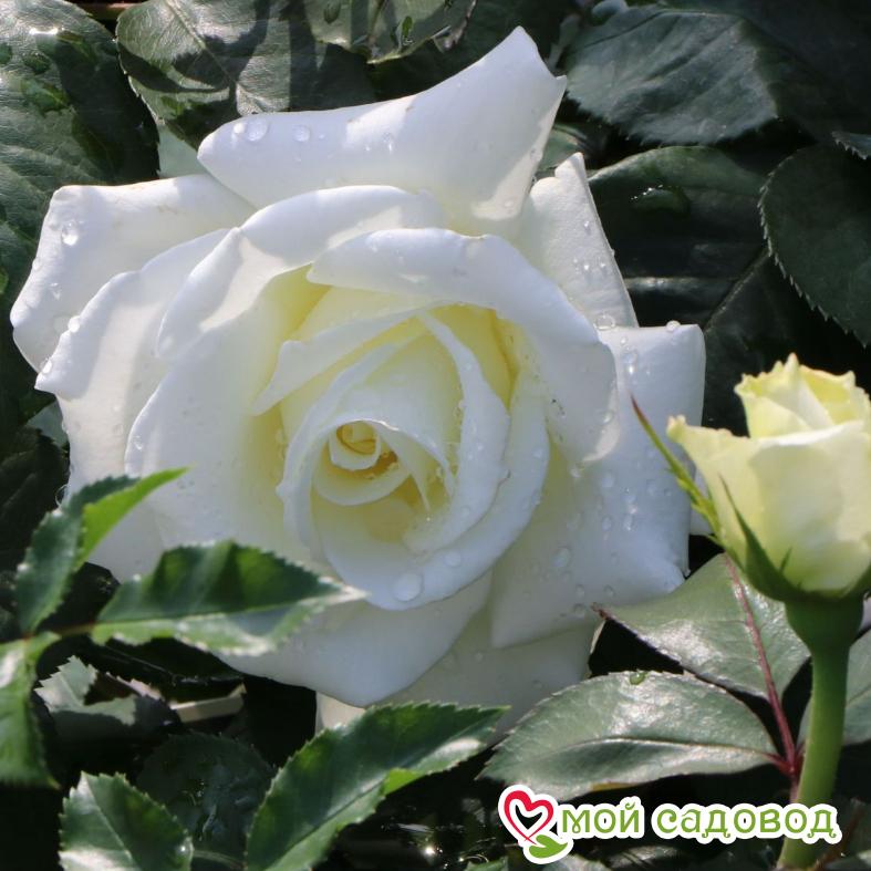 Роза чайно-гибридная Мемори