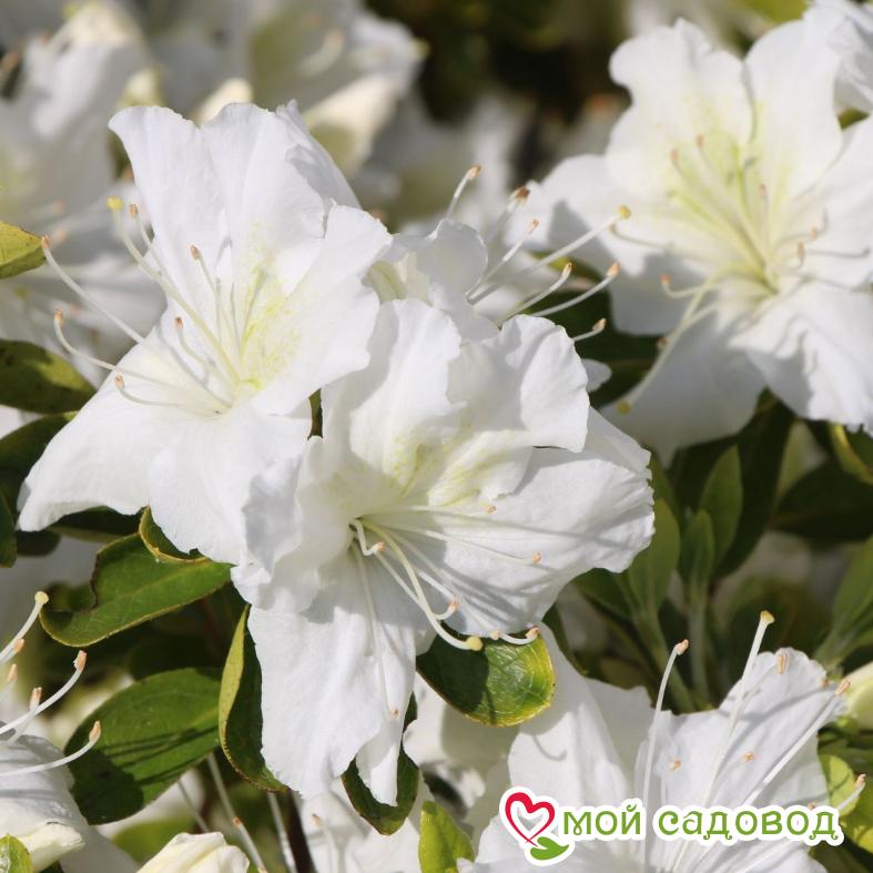 Азалия/Рододендрон Ольга Ниблетт (японская)