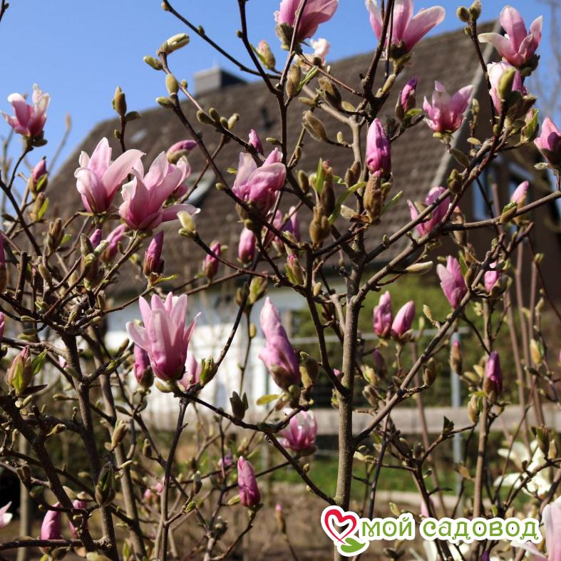 Магнолия гибридная Джордж Генри Керн