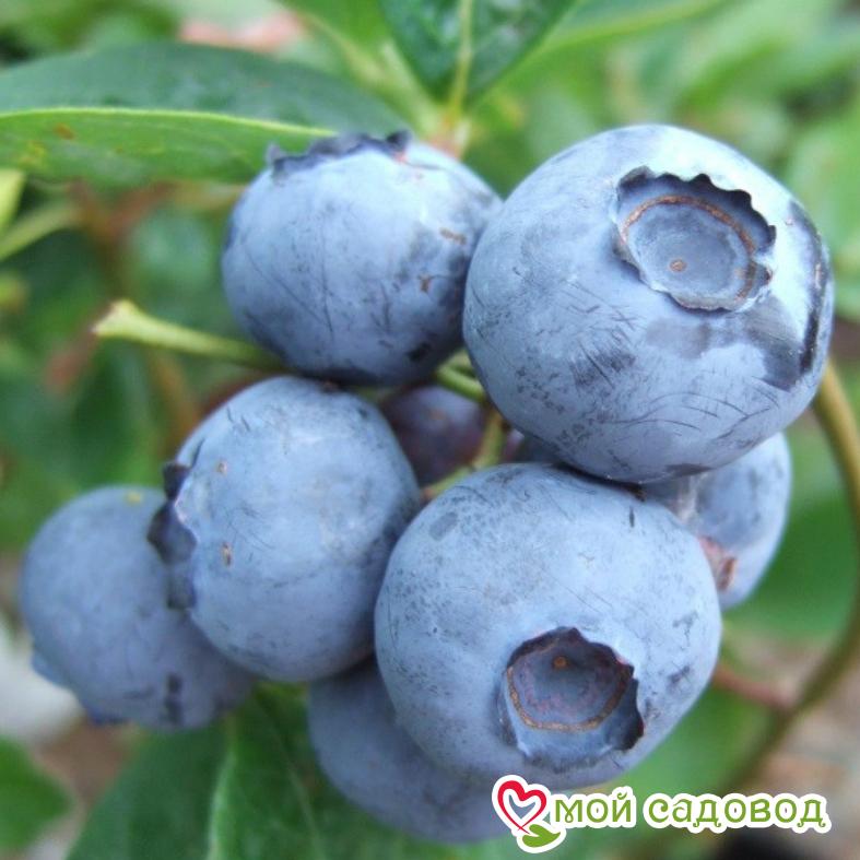 Голубика Блюголд