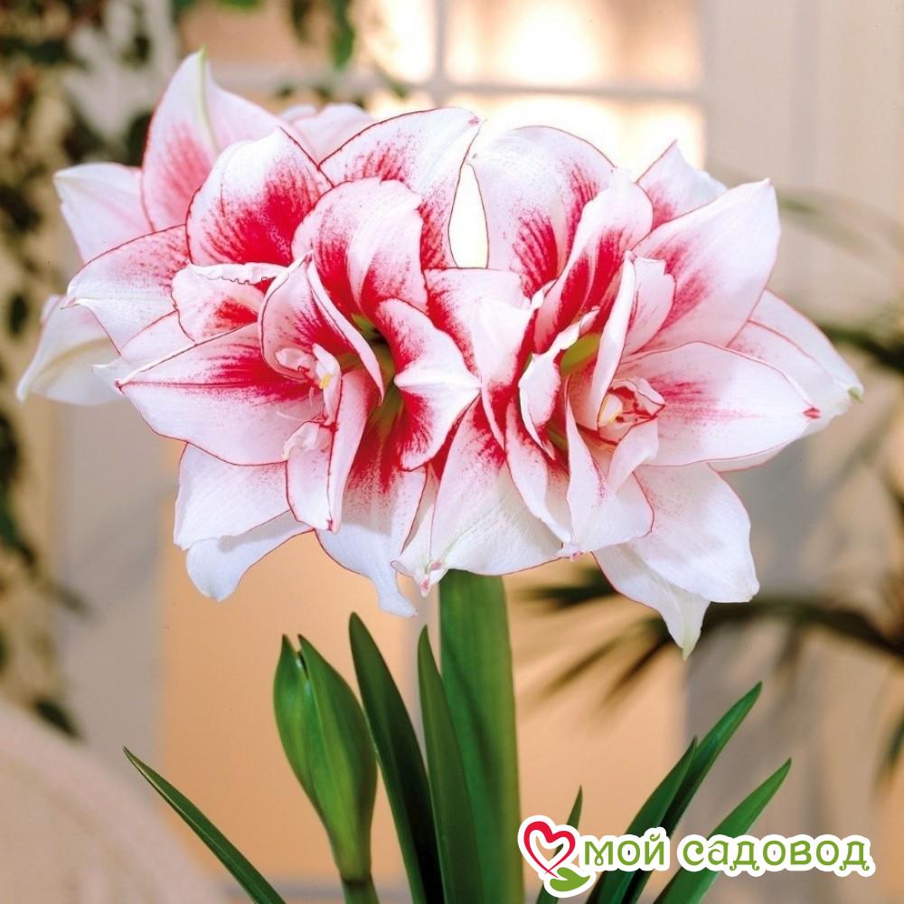 АМАРИЛЛИС МАХРОВЫЙ ЭЛВАС