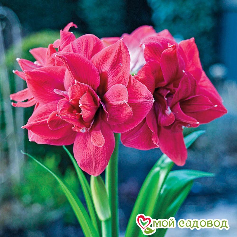 АМАРИЛЛИС (ГИППЕАСТРУМ) МАХРОВЫЙ ДИВА